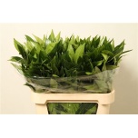 Cocculus laurifolius 80cm (pk)