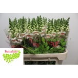 Antirrhinum Lõvilõug Poto Appleblossom 75cm