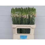 Antirrhinum Lõvilõug Poto Appleblossom 80cm