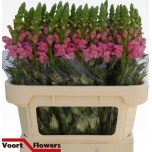 Antirrhinum Lõvilõug Poto Early Pink 75cm