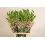 Antirrhinum Lõvilõug Poto Early Pink 75cm