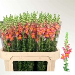Antirrhinum Lõvilõug Poto Orange 80cm (New Mexico)