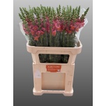 Antirrhinum Lõvilõug Poto Orange 80cm (New Mexico)