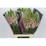Antirrhinum Lõvilõug Poto Earl Pink 70cm