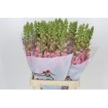 Antirrhinum Lõvilõug Poto Earl Pink 70cm