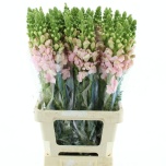 Antirrhinum Lõvilõug Poto Earl Pink 70cm