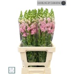 Antirrhinum Lõvilõug Poto Earl Pink/Colombia 75cm