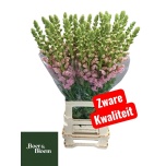 Antirrhinum Lõvilõug Poto Early Pink 80cm