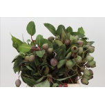 Eucalypt Berry per stem 40cm (tk)