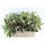 Eucalypt berry per stem 55cm tk