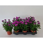 Aster novi other 11cm