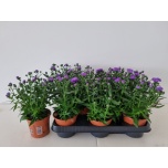 Aster novi other 11cm