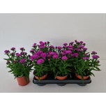 Aster novi other 11cm