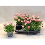 Bellis perennis 12cm