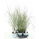Calamagrostis acutiflora x overdam 17cm