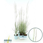 Calamagrostis acutiflora x overdam 17cm