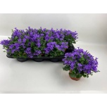Campanula Kellukas port 12cm