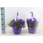 Campanula Kellukas port 22cm