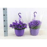 Campanula Kellukas port 22cm