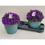Campanula Kellukas port 23cm