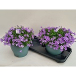 Campanula Kellukas port 23cm