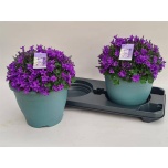 Campanula Kellukas port 23cm