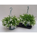 Campanula Kellukas port 25cm