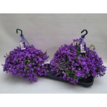 Campanula Kellukas port 25cm