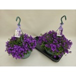 Campanula Kellukas port 25cm