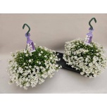 Campanula Kellukas port 25cm