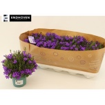 Campanula port Kellukas 10,5cm