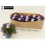 Campanula port Kellukas 10,5cm