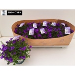 Campanula portenschlagiana 10,5cm