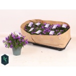 Campanula port Kellukas 10,5cm