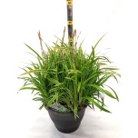 Carex morr variegata 23cm
