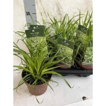 Carex Tarn pend 13cm