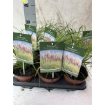 Cortaderia Pamparohi selloana 14cm
