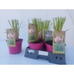 Cortaderia Pamparohi sell rosea 19cm