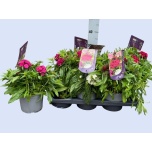 Dianthus Nelk barbatus 17cm