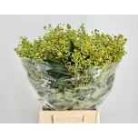 Ligustrum Liguster berry per bunch 55cm