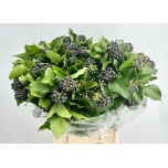 Hedera berry Luuderohi per bunch 55cm (pk)