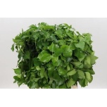 Hedera berry per bunch 60cm