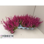 Erica gracilis other 12cm