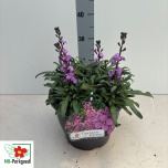 Erysimum linifolium bowles mauve 26cm