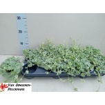 Glechoma Maajalg variegata 10,5cm