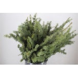 Ceder per bunch 70cm