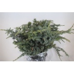 Ceder/Pinus per bunch 70cm