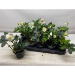 Helleborus Lumeroos 12cm