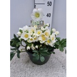 Helleborus Lumeroos 27cm