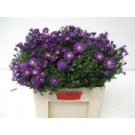 Aster Cha Cha 55cm